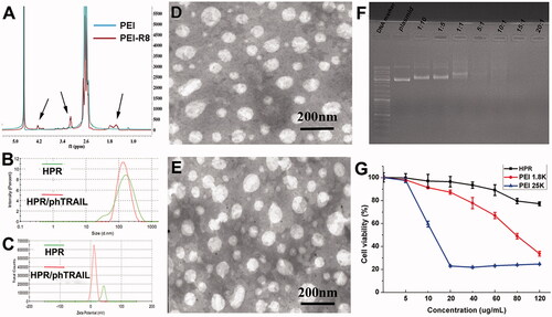 Figure 2. Characterization of HPR. A, 1 H-NMR spectrums of PEI and PEI-R8. B, Size distribution of HPR and HPR/phTRAIL. C, Zeta potential of HPR and HPR/phTRAIL. D and E, TEM images of HPR and HPR/phTRAIL respectively. F, Plasmid DNA condensation of HPR. G, Cytotoxicity of HPR in HCT-116 cells.