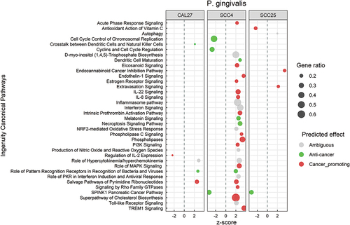 Figure 6. Canonical pathways significantly altered by Porphyromonas gingivalis. Microarray data obtained from co-cultures of OSCC cell lines with P. gingivalis were analyzed with Transcriptome Analysis Console to identify differentially expressed genes (DEGs), which were in turn processed with Ingenuity Pathway Analysis to identify significantly upregulated and downregulated pathways (P ≤ 0.05; z-scores ≤ −2 or ≥ 2). The effect (red/green) was predicted based on the direction (z score) and known association of the particular pathway with cancer (see text for more details). Gene ratio indicates number of genes from the list that maps to a particular pathway divided by the total number of genes that map to the same pathway.