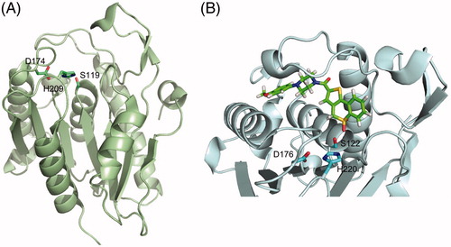 Figure 3. Tridimensional structure of acyl protein thioesterases. (A) Cartoon representation of the X-ray crystal structure of human APT1 (PDB 1FJ2) showing its seven-stranded α/β hydrolase fold and highlighting the position of the catalytic triad (Ser119, Asp174, and His209, shown as sticks). (B) Cartoon and sticks representation of the active site of human APT2 co-crystallized with its selective inhibitor ML349 (PDB 5SYN). The inhibitor is shown in green and the catalytic triad Ser122-Asp176-His220 is highlighted in cyan. Figure created using Pymol v0.99 (DeLano Scientific, San Carlos, CA) (see color version of this figure at www.tandfonline.com/ibmg).