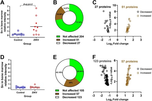 Figure 3. Molecular pathology in the bone marrow of Zika-affected fetuses and offspring. (A) Western blot semi-quantification of sialoadhesin (Sn) expression in the whole bone marrow cells of fetuses (Mann-Whitney U-test). Corresponding western blot images are in Suppl. Figure S2. Squares and circles indicate individual fetuses. Filled red circles represent fetuses directly inoculated with ZIKV. (B and C) Differentially phosphorylated proteins (p < 0.05) in whole bone marrow cells of Zika-affected fetuses identified with kinome analysis. Raw data are in Table S1-A. Some proteins have more than one differently phosphorylated site; all differently phosphorylated sites for each protein are shown. (D) Western blot semi-quantification of sialoadhesin expression in the whole bone marrow cells of offspring (Mann-Whitney U-test). Squares and circles indicate individual piglets. (E and F) Differentially phosphorylated proteins (p < 0.05) in whole bone marrow cells of Zika-affected offspring identified by kinome analysis. Raw data are in Table S1-C. Some proteins have more than one differently phosphorylated site; all differently phosphorylated sites for each protein are shown.