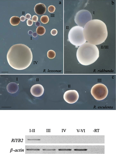 Figure 4. Top panel: whole‐mount in situ hybridizations showing the expression pattern of RlYB2 during oogenesis of R. lessonae (a), R. ridibunda (b), as well as R. esculenta (c). Some oocyte stages are indicated. Scale bars represent: (a) 500 µm (b)100 µm; (c) 500 µm. Bottom panel: RT‐PCR analysis in oocytes of R. lessonae at different stages (I–VI) of oogenesis.