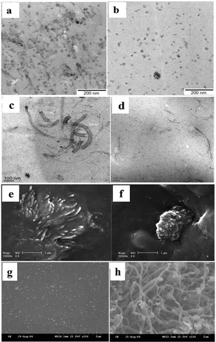 Figure 8. TEM images of SBR-MWCNT composite (0.75 phr) prepared by (a) a rotation–revolution mixer, (b) Banbury mixer [Citation109]; TEM images of NR composite filled with 1% of (c) unmodified CNT, (d) acid-treated CNT [Citation60]; SEM micrographs of NR composites filled with (e) acid-treated MWCNTs, (f) unmodified MWCNTs [Citation61]; SEM images of CNT-filled rubber composite containing 7 phr CNT: (g) without stretching; (h) at 15% stretching [Citation113].