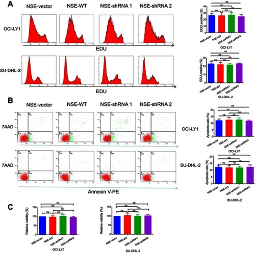 Figure S2 Change of NSE levels did not affect the growth of lymphoma cells. (A) Proliferation of OCI-LY1 and SU-DHL-2 sublines was analyzed by EdU. (B) Apoptosis of OCI-LY1 and SU-DHL-2 sublines were analyzed by AnnexinV PE/7AAD. (C) Cell viability of OCI-LY1 and SU-DHL-2 sublines was analyzed by CCK8 assay. Data were shown as the mean ± SD (n=3). ns P>0.05.