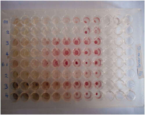 Figure 2. Inoculated microwell plate containing plant extract after incubation and addition of TTC.