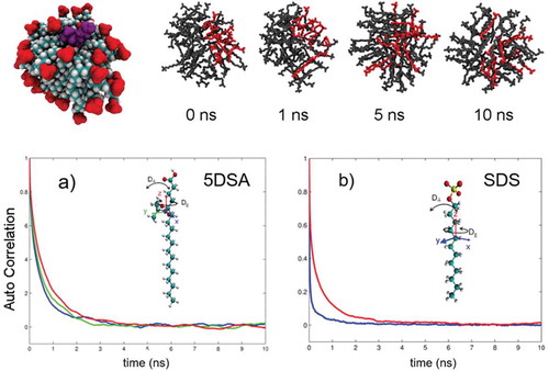 Figure 8. (Colour online) Equilibrated structure of N60 SDS and snapshots of SDS micelles showing the effect of surface diffusion using a selection of molecules represented in red. In all images, water molecules are excluded for clarity; (a) and (b) represent rotational autocorrelation functions of 5DSA spin probe and SDS, respectively. Functions corresponding to magnetic axes x, y and z of the probe are shown by green, blue and red lines, respectively. Functions corresponding to SDS molecular axes X/Y and Z are shown by blue and red lines, respectively. Autocorrelation functions are reproduced from [Citation38] with permission from WILEY.