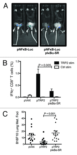 Figure 3. NF-κB activation during intradermal DNA vaccination mediates the generation of CTLs against the tumor-associated antigen TRP2. C57BL/6 mice were electroporated with NFκB luciferase reporter plasmid and IκBα-SR encoding plasmid. One day after DNA electroporation, in vivo luminescence was measured after intraperitoneal (i.p.) injection of luciferin. Representative images are shown (A). C57BL/6 mice were vaccinated twice against TRP2. One group was co-electroporated with IκBα-SR encoding plasmid and the control group with the empty vector. Percentage of TRP2-specific IFN-γ-producing CD8 T cells were measured two weeks after the second DNA vaccination by flow cytometry after in vitro stimulation with TRP2 and control peptides. Bars indicate the mean ± SEM (B). C57BL/6 mice vaccinated with pVAX, pTRP2 or co-electroporated with pTRP2 and pIκBα-SR were challenged by i.v. injection of 105 B16F10 melanoma cells. Two weeks after injection lungs were excised and melanoma foci were enumerated. The mean percentage ± SEM of melanoma foci is shown for each group (C).