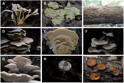 Figure 1. Fruiting bodies of the seven unrecorded species in Korea. (A) Cordyceps cicadae; (B) Dentocorticium bicolor; (C) Hymenochaete nanospora; (D and E) Physisporinus crataegi; (F and G) Rigidoporus piceicola; (H) Russula raoultii; (I) Scutellinia crinita.