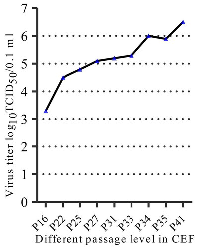 Figure 5. Virus titres at different passage levels. The virus titre (log10 TCID50/0.1 mL) in the infected CEF cell culture showed a gradual increase pattern with the increase of passage levels.