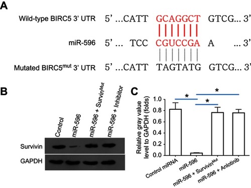 Figure 1 miR-596 targets Survivin’s 3′-UTR. (A) The bold, italicized type image indicates the potential miR-596-binding sites or mutated sites located in Survivin’s 3′-UTR. (B) U2OS cells, which were transfected with control (control miRNA), miR-596, miR-596 + SurvivinMut, or miR-596c + its inhibitor, were harvested for Western blot experiments. The protein level of Survivin or GAPDH in U2OS cells was examined by their antibodies, and GAPDH was chosen as the loading control. Results were shown as images from Western blot (B) or quantitative analysis results (C). *P<0.05.Abbreviations: miR, microRNA; Mut, mutation.