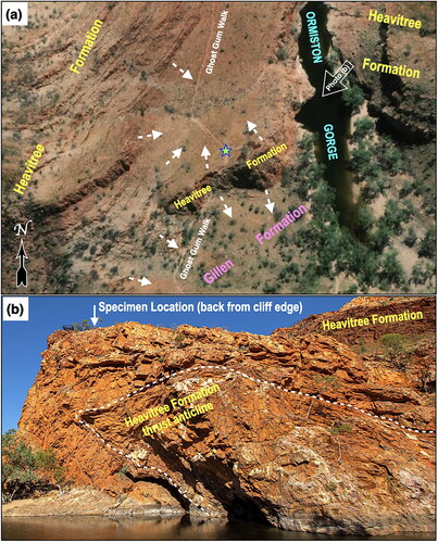 Figure 2. (a) Satellite image (from open access www.mapsassist.com) showing the trackway of the Ghost Gum Walk adjacent to Ormiston Gorge cutting through (b) the thrust anticline of Heavitree Formation. Dashed arrows in (a) indicate surface dips showing that the specimen (blue star) can only have been derived from the Heavitree Formation, while the open white arrow indicates the viewpoint for the photograph of the Heavitree thrust anticline in (b).