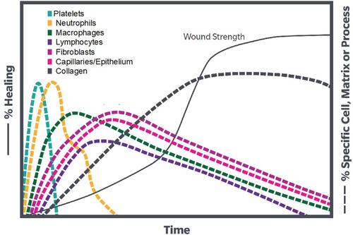 Figure 1 The timing and cell types involved in wound repair demonstrating the role of WBC (including neutrophils, macrophages, and lymphocytes) in successful healing.