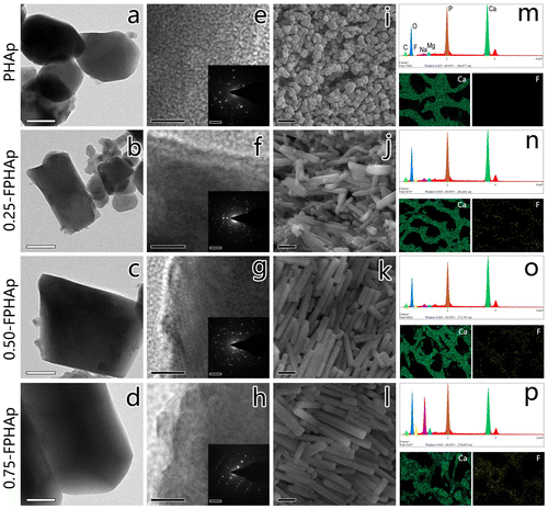 Figure 1. TEM images (scale bar = 100 nm) and magnified section (scale bar = 5 nm) with corresponding SAED patterns (scale bar = 5 1/nm) of (a, e) PHAp; (b, f) 0.25-FPHAp; (c, g) 0.50-FPHAp; (d, h) 0.75-FPHAp. SEM images (scale bar = 1 μm) of (i) PHAp; (j) 0.25-FPHAp; (k) 0.50-FPHAp; (l) 0.75-FPHAp. EDS spectra, as well as the distribution of calcium and fluoride by EDS mapping of (m) PHAp; (n) 0.25-FPHAp; (o) 0.50-FPHAp; (p) 0.75-FPHAp.