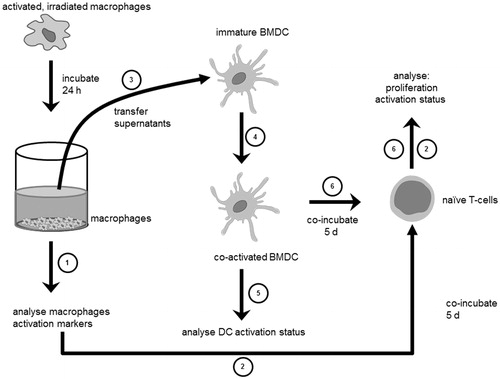 Figure 1. Overview of the experimental setting for the analyses of activation status of irradiated peritoneal mouse macrophages (pMФ), co-activated bone marrow-derived dendritic cells (BMDC) and induced proliferation in allogeneic naïve T-cells exhibited by pMФ and BMDC: subsequent to activation, irradiation, and incubation of pMФ, several analyses and co-activation experiments were performed. First, the influence of irradiation on the surface expression of activation markers on activated pMФ was analysed (1). Further, the potential of activated, irradiated pMФ to induce proliferation in carboxyfluorescein succininimidyl ester (CFSE)-stained, allogeneic naïve T-cells was verified by co-incubation of both cell types for five days and consecutive analyses by flow cytometry (2). Additionally, the supernatants of activated, irradiated pMФ were isolated and transferred on syngeneic immature bone marrow-derived dendritic cells (BMDC) (3, 4). After co-incubation for 16 h, the expression of activation markers on co-activated BMDC was determined by flow cytometry (5). Finally, co-activated BMDC were incubated for five days with CFSE-stained, allogeneic naïve T-cells and the proliferation rate was determined using flow cytometry (6).