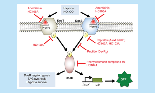 Figure 1. Schematic for the DosRST signaling pathway, with examples of where small molecules and peptides interfere with DosRST signaling.Artemisinin and HC106A target DosST heme to inhibit the sensing domain. Peptides A-ext and D, and small molecules HC102A and HC103A inhibit histidine kinase autophosphorylation. Peptide DevRN inhibits phosphotransfer from DosS to DosR. Phenylcoumarin compound 10 and HC104A inhibit DosR DNA-binding. These compounds inhibit expression of DosR-regulated genes and inhibit survival during hypoxia, with the exception of HC104A. Compounds HC101A–HC106 were identified using a reporter strain where the DosR-regulated promoter, hspX, was cloned upstream of green fluorescent protein (GFP). Whole cell screening of a library of >540,000 compounds for inhibitors of hypoxia-inducible GFP fluorescence was conducted to discover DosRST inhibitors.CO: Carbon monoxide; GFP: Green fluorescent protein; NO: Nitric oxide; TAG: Triacylglycerol.