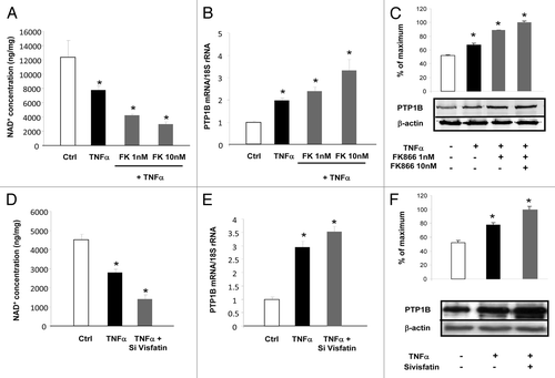Figure 5. Inhibition of visfatin decreases NAD+ concentrations and induces PTP1B expression in 3T3-L1 adipocytes. (A–C) Cells were incubated with or without TNFα (15 ng/mL) and in the presence of the visfatin inhibitor FK866 at 1 and 10 nM for 24 h. (A) After incubation, cells were collected and processed for NAD+ quantification as described in Materials and Methods. Values were determined in ng NAD+/mg of cellular proteins. (B) PTP1B mRNA levels were quantified using real-time RT-PCR, and data were normalized to 18S rRNA. Data are presented as means ± SEM. Data were compared among groups (Student t test), and those with no common superscript letter are significantly different; P < 0.05. (C) Total cell lysates (40 μg) were subjected to SDS-PAGE and immunoblotted with PTP1B or β-actin antibodies. The western blot is representative of three independent experiments. (D–F) Cells transfected with control (non-targeted) siRNA or siRNA against visfatin were incubated with or without TNFα (15 ng/mL) for 24 h. (D) 3T3-L1 cells were collected and processed for NAD+ quantification as described in Materials and Methods. Values were determined in ng NAD+/mg of cellular proteins. (E) PTP1B mRNA levels were quantified using real-time RT-PCR, and data were normalized to 18S rRNA. Data are presented as means ± SEM. Data were compared among groups (Student t test), and those with no common superscript letter are significantly different; P < 0.05. (F) Total cell lysates (40 μg) were subjected to SDS-PAGE and immunoblotted with PTP1B or β-actin antibodies. The western blot is representative of three independent experiments.
