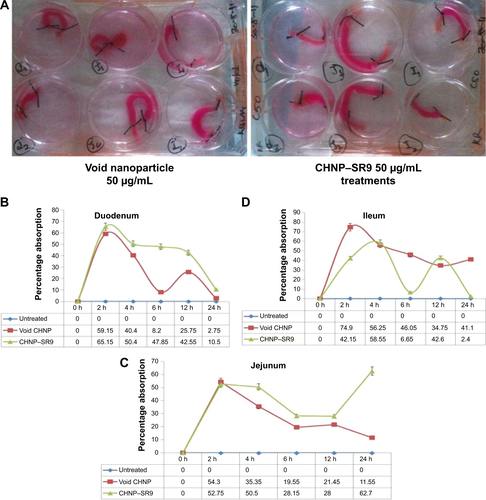 Figure S5 Analysis of absorption patterns of CHNP-SR9 in various parts of the intestine.Notes: (A) There was much variation between the absorption of the nanoparticles in different parts of the rat intestine. (B) The initial absorption of nanoparticles was quite high in the duodenum but gradually decreased with time. The uptake of CHNP–SR9 was much higher in the duodenum when compared to void CHNP. (C) However, in the ileum, void CHNP were absorbed more when compared to CHNP–SR9 (D). A similar trend was followed in the jejunum, where absorption of CH NP–SR 9 was much higher when compared to void CH NP. The ex vivo loop assay confirmed that the maximum internalization of CHNP occurred in the jejunum at the 24-hour mark and the absorption pattern of void nanoparticles was significantly different than that of CHNP–SR9. The void CHNP were absorbed in the initial hours (at 2-hour mark) and then the uptake of void CHNP lowered with time. In contrast, the initial absorption of CHNP–SR9 was quite low, but increased with the passage of time. Results were presented as mean ± SE values and experiments were repeated three times independently. The an average of the three experiments was presented. N =5 ± SE (n = number of rat intestines per treatment).Abbreviations: h, hours; CHNP, chitosan nanoparticles; SR9, cell-permeable dominant negative survivin SurR9-C84A; SE, standard error.