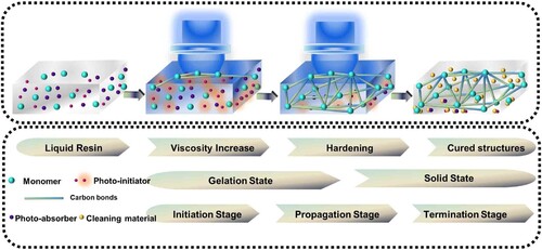 Figure 9. Free radical photopolymerisation of DLP polymer system