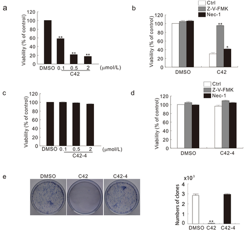 Figure 2. The disulphide cleavage derivative (C42-4) of C42 lost capability to inhibit cell viability. (a–d) HeLa cells were treated with C42 (0.1, 0.5, 2 μmol/L) with or without Z-V-FMK (20 μmol/L) or Nec1 (30 μmol/L) for 12 h, and detection of cell viability was carried out by MTS assay. (e) HeLa cells underwent colony formation assays in the presence or absence of C42 (0.5 μmol/L) or C42-4 (0.5 μmol/L) for 10 days. The signal quantification (n = 3) was represented by the image. The data as mean ± S.D. given and examined by t-test for the histogram results. *P < 0.05 vs. control; **P < 0.01 vs. control. Repeated at least three times were similar experiments.