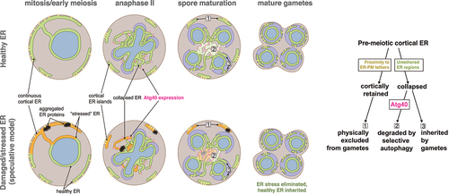 Figure 1. Model of ER inheritance and degradation during meiosis. Top: During meiosis, the cortical ER undergoes a transition from continuous to fragmented, leading to the collapse of most cortical ER. ER fragments that are closely associated with ER-plasma membrane tethers are retained at the cell cortex and excluded from gametes (1). Developmentally timed Atg40 expression mediates the degradation of a subset of collapsed ER by selective autophagy (2), and a subset of collapsed ER is inherited by gametes (3). Bottom: Speculative model for ER quality control during meiosis. We propose that markers of damaged or stressed ER, including lumenal protein aggregates, can be eliminated by selective targeting to cortically retained ER fragments (1) and/or degradation by selective autophagy (2), ensuring that only healthy ER is passed on to gametes (3). Right: Outline of three distinct ER fates during meiosis, highlighting key mediators. Figure adapted from reference 1.