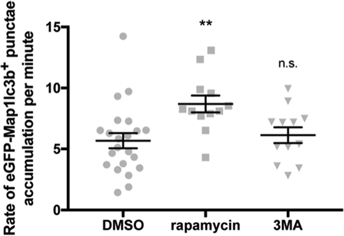 Figure 4. Rate of eGFP-Map1lc3b-positive puncta accumulation is higher in rapamycin-treated samples. Rates of eGFP-Map1lc3b-positive puncta accumulation in the optic tectum of 3-dpf larvae that underwent indicated treatment for 24 h over 60 min were obtained via addition of BafA under the indicated drug treatment (see Materials and Methods). Mean ± s.e.m. shown; n ≥ 12 for each group. **p < 0.01, p > 0.05 (n.s.), one-way ANOVA with Dunnett’s multiple comparison analysis (GraphPad Prism) .