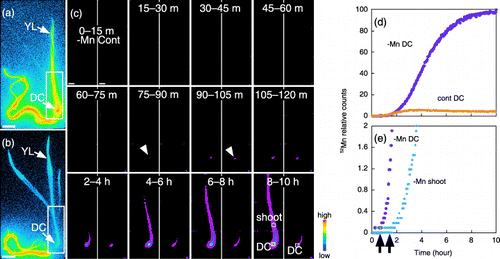 Figure 1  (a,b) 52Mn translocation from the roots of (a) Mn-deficient and (b) Mn-sufficient (control) barley plants. Images were obtained by autoradiography. Rectangles show the area measured by the positron-emitting tracer imaging system (PETIS). DC, discrimination center; YL, youngest leaf. Scale bars are 4 cm. These images cannot be compared to each other. (c) Time-course of radioactivity in Mn-deficient (left) and control (right) barley as measured by PETIS. The images were taken at 15-min and 2-h intervals (0–120 min and 2–8 h, respectively). Arrowheads indicate the DC. Scale bars are 1 cm. (d) Time-course of radioactivity in the DC of Mn-deficient (purple dots) and control (orange dots) barley. The maximum measured radioactivity was defined as 100, and all measurements were converted relative to the maximum. (e) Time-course of radioactivity in the DC and at a position 3.41 cm above the DC in the main shoot of Mn-deficient barley (indicated as “shoot” in [c]). Arrows indicate the arrival time of 52Mn. The arrival time was defined as the time at which radioactivity began to be detected.