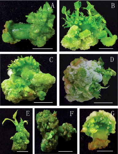 Figure 2. Direct induction of adventitious buds from cotyledonary petiole explants of J. curcas. Treatment of in vitro petiole explants with 10 mg/L (A), 20 mg/L (B), 30 mg/L (C) and 60 mg/L (D) TDZ solution for 20 min before transfer and horizontal placement on hormone-free MS medium after 30 days in culture (bar = 0.5 cm). Treatment of explants with 20 mg/L TDZ solution for 20 min before inoculation: in vitro petiole explants in vertical position (E), in vivo petiole in horizontal position (F), in vivo petiole in vertical position (G) on hormone-free MS medium after 30 days in culture (bars = 0.5 cm).