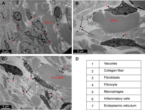 Figure 9 TEM images of injection samples site surrounding the tissue.Note: Arrows refer to the cell types in tissue. (A) Blank, (B) MNPs, (C) HLC-MNPs after injection 1 week, and (D) cell types in tissue.Abbreviations: HLC, human-like collagen; MNPs, magnetite nanoparticles; TEM, transmission electron microscope.