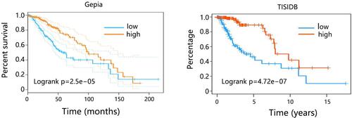 Figure 4 The association of MTHFD2 expression with overall survival of LGG patients.