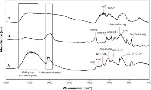 Figure 6 FTIR analysis of (A) PVA; (B) chitosan; (C) PVA/chitosan samples.Abbreviations: FTIR, Fourier transform infrared; PVA, polyvinyl alcohol.