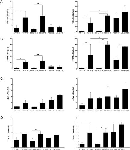 Figure 5. Either CD1d-deficiency or chronic α-GalCer treatment plays a role in MCD-induced hepatic profibrogenic responses The mRNA expression of hepatic Col1α1 (A), TIMP1 (B), α-SMA (C) and TGF-β1 (D) was measured by RT-qPCR. The data are presented as mean ± SD (n = 5 per group). *p < .05, **p < .01.