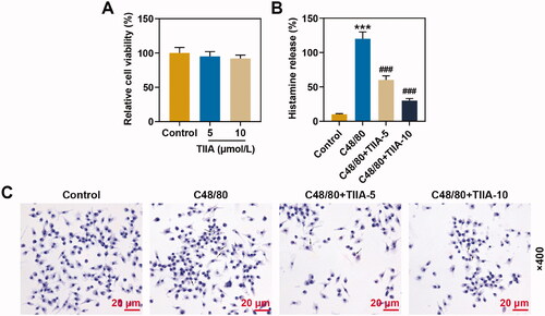 Figure 4. TIIA at 5 and 10 μmol/L had no effect on the viability of human mast cells, and reversed the promotion of histamine release and mast cell degranulation induced by C48/80. (A) The viability of human mast cell line HMC-1 cells after being treated with TIIA was examined by MTT assay. (B) Histamine content of human mast cell line HMC-1 cells after treatment with C48/80 and TIIA in culture medium (cell-free supernatants) and total suspensions was determined by ELISA. (C) The degranulation of human mast cell line HMC-1 cells after being treated with C48/80 and TIIA was detected by toluidine blue staining. ***p < 0.005, ###p < 0.005, * vs. control; # vs. OVA. TIIA: tanshinone IIA; MTT: methyl tetrazolium; ELISA: enzyme-linked immunosorbent assay; C48/80: compound 48/80.