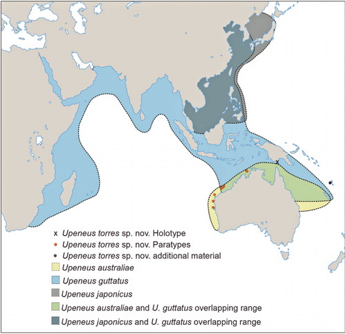 Figure 2. Collection localities for specimens of Upeneus torres sp. nov., symbols may represent multiple lots. The approximate distributional ranges, including overlapping ranges, are also depicted for U. australiae, U. guttatus and U. japonicus.
