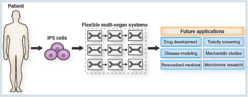 Figure 4.  The future potential of the flexible ‘mix-and-match’ multiorgan toolbox.In combination with the technology of iPSCs, flexible multi-organ systems will significantly contribute to future advances in a variety of domains of research. The multifarious application areas of the multi-organ system will include drug development and toxicity screening, disease modeling and mechanistic studies, as well as personalized medicine and research on the human microbiome.iPSC: Induced pluripotent stem cell.