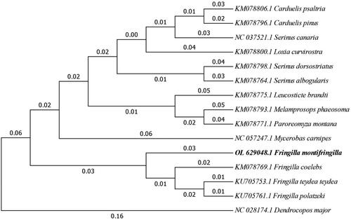 Figure 3. Maximum likelihood consensus tree (1000 bootstrap replicates) constructed from complete mitochondrial genome analyses of F. montifringilla and 14 other related species.