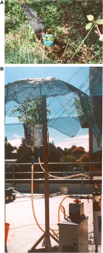 Figure 1  Mesocosm experimental set-up. A, In-stream acclimation (before incubation). B, Re-circulating incubation system.