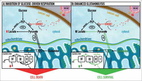 Figure 1. NK cell-derived HMGB1 controls glycolysis and aerobic respiration by allosteric inhibition of tetrameric pyruvate kinase M2. (1) High mobility group box 1 (HMGB1) protein induces a metabolic type of cell death in cancer cells via inhibition of tetrameric pyruvate kinase (PK) M2 and subsequent blockage of glucose-driven respiration. Thus, HMGB1 rapidly forces cancer cells to rely on glycolysis (employing dimeric PK M2) as the only remaining source of energy production. (2) A subgroup of cancer cells can evade HMGB1-induced metabolic cell death by switching to glutamine breakdown and thus preserving electron flux through the respiratory chain. The latter is coupled to oxidative phosphorylation and provides an alternative energy source that compensates for the energy deficit caused by inhibition of glucose-dependent aerobic respiration through HMGB1. This metabolic plasticity allows cancer cells to resist HMGB1-induced metabolic cell death. e−, electron flow; ME I-IV, malic enzyme complex I-IV; PEP, phosphoenolpyruvate; PK M2, pyruvate kinase isoform M2.