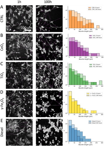 Figure 3. Neurite length shortening from 1 h to 100 h after exposure to nanomaterial. We determined the lengths of neurites that connected two distinct neuronal cells at 1 and 100 h after exposure to nanomaterials using the NeuronJ plug-in. Representative images of neurites selected for analysis are shown in violet in the left (1 h) and Middle (100 h) column. The right-most column shows the distributions of neurite lengths 1 h (transparent) and 100 h (solid with black edges) after exposure to different nanomaterials: (A) control, (B) TiO2 nanotubes, (C) CeO2, (D) γ-Fe2O3, and (E) diesel exhaust particles exposed neurons. Median values of neurite lengths of all samples were significantly shortened for TiO2 nanotubes, γ-Fe2O3, and diesel exhaust particles (p < 0.001, Mann–Whitney U test).