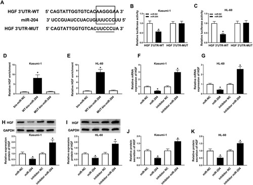 Figure 4. HGF was a target of miR-204. (A)The possible interaction sites between miR-204 and HGF was predicted by MiRcode Tools (http://mircode.org/). (B–E) The target relationship between miR-204 and HGF was confirmed by dual-luciferase assay and RNA pull-down assay. (D–I) The mRNA and protein levels of HGF in AML cells transfected with miR-NC, miR-204, inhibitor miR-204 or inhibitor NC was measured by RT-PCR, western blot assay, and ELISA. *P < 0.05.
