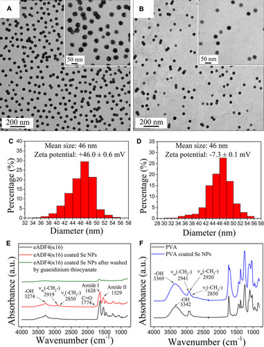 Figure 1 TEM images and the corresponding size distributions of Se NPs coated with (A, C) eADF4(κ16), and (B, D) PVA. Inset images inside (A, B) are high resolution images. FT-IR spectra of Se NPs coated with (E) eADF4(κ16), and (F) PVA and comparisons with control spectra of eADF4(κ16) and PVA.