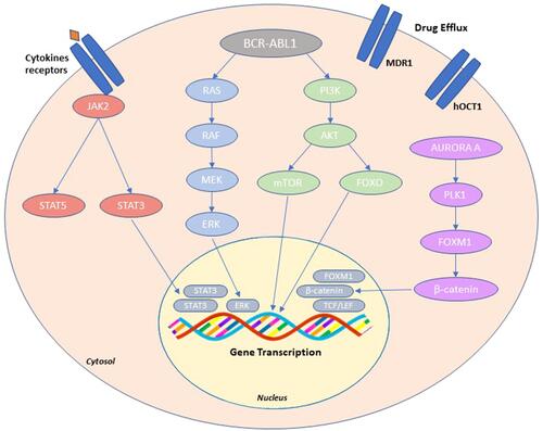 Figure 2 BCR-ABL1-independent resistance. Schematic overview of the main resistance mechanism such as: activation of alternative signaling pathways (PI3K/AKT, JAK/STAT, and RAS/MAPK); activation of Aurora A-PLK1-FOXM1 axis; changes in drug transporter activity (MDR1, hOCT1).