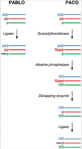 Figure 1. Assays for examining the 5′-terminal phosphorylation state of RNA. (Left) Analysis by PABLO to quantify the percentage of an RNA of interest that is monophosphorylated. (Right) Analysis by PACO to quantify the percentage of an RNA that is diphosphorylated. The colored lines represent transcripts that are initially triphosphorylated (blue), diphosphorylated (red), or monophosphorylated (green). The black line represents a DNA oligonucleotide selectively joined to the 5′ end of monophosphorylated RNA by splinted ligation with T4 DNA ligase. In both assays, the ligated and unligated RNA products are separated by gel electrophoresis and detected by Northern blotting. p, phosphate; Gppp, unmethylated cap; HO, hydroxyl.
