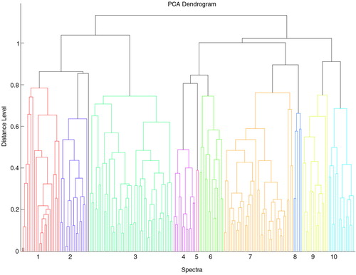 Fig. 1.  Protein profile cluster (Principal Component Analysis (PCA)) dendrogram of the 183 C. glabrata and reference strains grouped into 10 clusters based on proteomic profiling. The clusters are marked by color and numbered 1–10 (Maldi Biotyper Compass version 4.1).