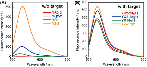 Figure 3. Emission spectra (A) without and (B) with RNA target of probes YR2–2, YQ2–2, YR1, and Y2–2. Conditions: 0.2 μM probe, 0.4 μM tgt1, 100 mM NaCl, 10 mM phosphate buffer (pH 7.0), 20 °C.