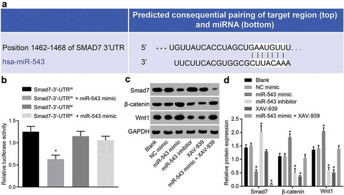 Figure 3. MiR-543 activates the Wnt/β-catenin pathway through inhibition of Smad7.(a) the predicted binding site of miR-543 and Smad7; (b) the verified relationship between miR-543 and Smad7 using dual-luciferase reporter gene assay; *p < 0.05 vs. the Smad7-3ʹ-UTRW group; (c) the protein bands of Smad7, Wnt1, β-catenin and GAPDH; d, the protein level measurement of Smad7, Wnt1 and β-catenin relative to GAPDH in response to miR-543 mimic or inhibitor, XAV-939 (an Wnt/β-catenin pathway inhibitor) treatment by western blot assay; *p < 0.05 vs. the NC mimic group; the measurement data were expressed as mean ± standard deviation; the one-way analysis of variance was conducted for data analysis in panel; (D) the experiment was repeated 3 times independently; miR-543, microRNA-543; Smad7, mothers against decapentaplegic homolog 7; NC, negative control; W, wild-type; M, mutant; GAPDH, glyceraldehyde-3-phosphate dehydrogenase.