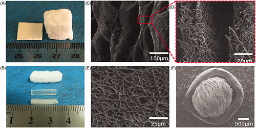Figure 1. Morphology characterization of SF/PLA 3D nanofibre scaffold (A, B). General view of SF/PLA 3D nanofibre scaffold. (C–F) SEM of SF/PLA 3D nanofibre scaffold.