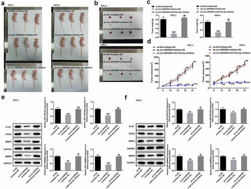 Figure 6. Circ-ZNF609 facilitated tumor growth by down-regulating miR-514a-5p in vivo. (a-d) The tumor weight and volume of mice treated with sh-circ-ZNF609 in the presence or absence of miR-514a-5p inhibitor were observed and measured. (e-f) Levels of Ki-67 and PCNA in TPC-1 and IHH-4 cells transfected with sh-circ-ZNF609 in the presence or absence of miR-514a-5p inhibitor, assayed employing Western blotting. All experimental results are recorded in the form of mean ± SD. *P < 0.05, **P < 0.01, ***P < 0.001 versus sh-NC + inhibitor-NC. #P < 0.05, ##P < 0.01, ###P < 0.001 versus sh-circ-ZNF609 + inhibitor-NC.