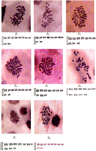 Figure 1. Mitotic metaphase of Zhumeria majdae populations accompanied by karyograms (Z1–Z8).