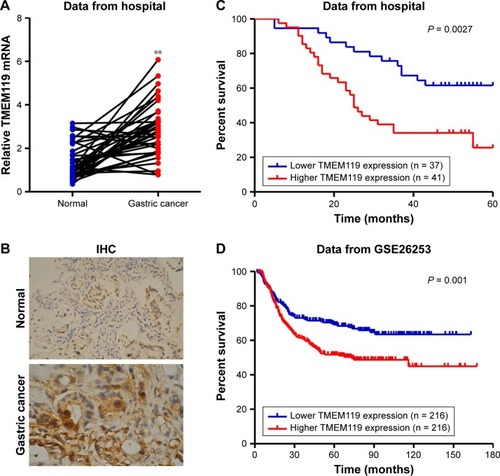 Figure 1 Higher TMEM119 expression was observed in gastric cancer tissues and indicated a poor survival outcome. The expression of TMEM119 in gastric cancer tissues was measured by real-time PCR (A) and IHC (B). The overall survival time of patients with gastric cancer from our hospital (C) and GSE26253 (D) dataset was analyzed. **P<0.001 compared with normal.