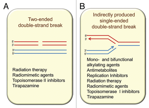Figure 1 Homologous recombination participates in resolution of two main types of double-strand breaks (DSBs) from endogenous and exogenous sources: (A) directly produced two-ended DSBs (like the ones produced by ionizing radiation) and (B) one-ended DSBs that result from single-strand breaks (SSBs) encountering replication forks. SSBs are common intermediates in the repair of many DNA lesions.