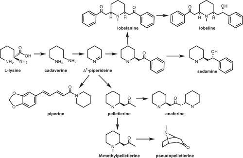Figure 3. Biosynthetic pathway of piperidine alkaloids in KEGG database.